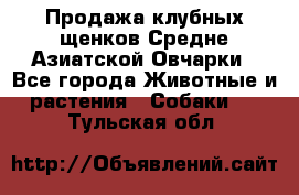 Продажа клубных щенков Средне Азиатской Овчарки - Все города Животные и растения » Собаки   . Тульская обл.
